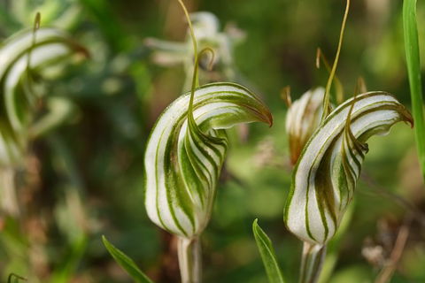 Orchids And Wildflowers Photographic Day Tour From Perth - Accommodation Broome 12