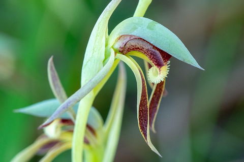 Orchids And Wildflowers Photographic Day Tour From Perth - Accommodation Broome 9