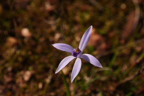 Orchids And Wildflowers Photographic Day Tour From Perth - Accommodation Broome 6