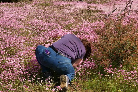 Orchids And Wildflowers Photographic Day Tour From Perth - Accommodation Broome 4