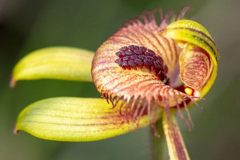 Orchids And Wildflowers Photographic Day Tour From Perth - Accommodation Broome 0