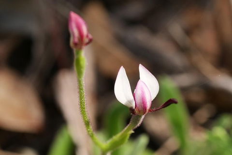 Orchids And Wildflowers Photographic Day Tour From Perth - Accommodation Broome 5
