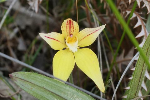 Orchids And Wildflowers Photographic Day Tour From Perth - Accommodation Broome 8