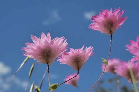Orchids And Wildflowers Photographic Day Tour From Perth - Accommodation Broome 10