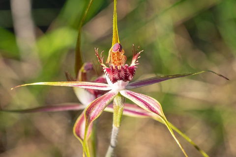 Orchids And Wildflowers Photographic Day Tour From Perth - Accommodation Broome 13