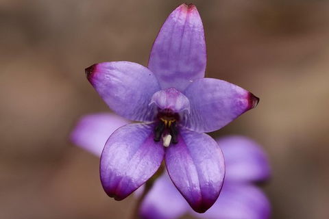 Orchids And Wildflowers Photographic Day Tour From Perth - Accommodation Broome 1