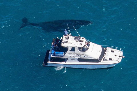 Humpback Whale Safari - Accommodation Broome 2