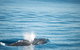Humpback Whale Safari - thumb 4