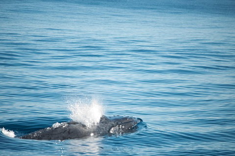 Humpback Whale Safari - Accommodation Broome 4