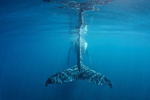 Humpback Whale Safari - Accommodation Broome 5