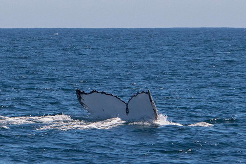 Humpback Whale Safari - Accommodation Broome 3