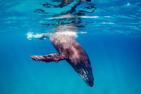 Life On Ningaloo Swimming Tour In Exmouth - Accommodation Broome 5