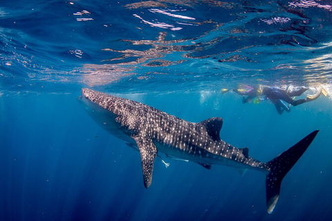 Life On Ningaloo Swimming Tour In Exmouth - Accommodation Broome 2
