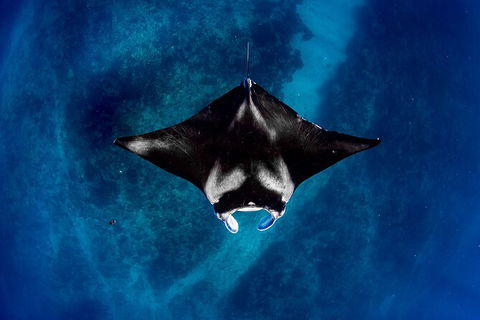 Life On Ningaloo Swimming Tour In Exmouth - Accommodation Broome 3