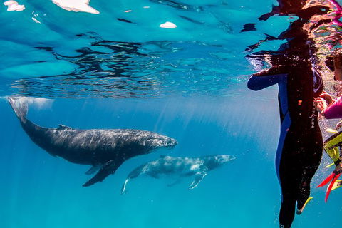 Life On Ningaloo Swimming Tour In Exmouth - Accommodation Broome 0