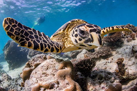 Life On Ningaloo Swimming Tour In Exmouth - Accommodation Broome 1