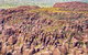 2 Nights At Bungles Wilderness Lodge - Explore The Northern & Southern Gorge - thumb 2