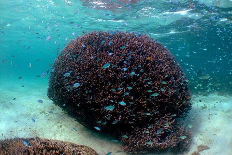 5 Night Ningaloo Reef Ningaloo Escape From Coral Bay - Accommodation Broome 3