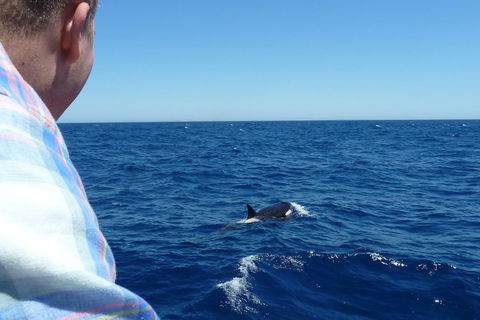 Full-Day Killer Whale Expedition From Albany - Accommodation Broome 1