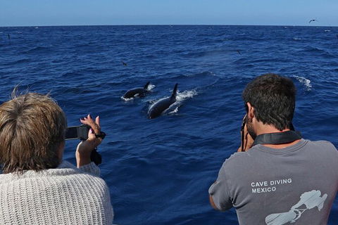 Full-Day Killer Whale Expedition From Albany - Accommodation Broome 2