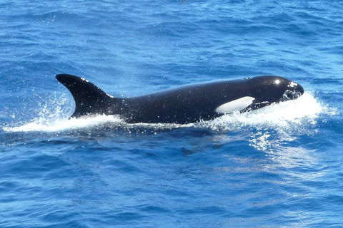 Full-Day Killer Whale Expedition From Albany - Accommodation Broome 0