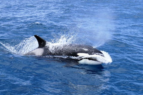 Full-Day Killer Whale Expedition From Albany - Accommodation Broome 3