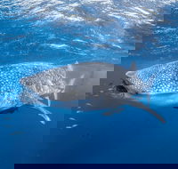 Whale Shark Adventure Tour - Accommodation Broome