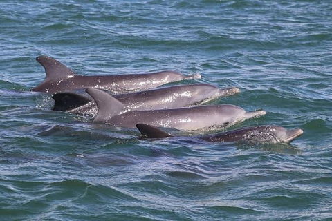 Romance Cruise + Scenic Tour + Beer Tasting + 3 Course Lunch + Hamper - Accommodation Broome 7