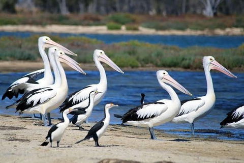 Romance Cruise + Scenic Tour + Beer Tasting + 3 Course Lunch + Hamper - Accommodation Broome 5