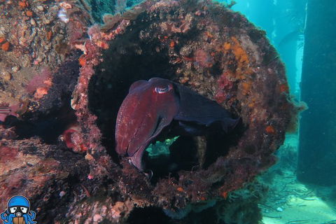 PADI Open Water Course - Accommodation Broome 1