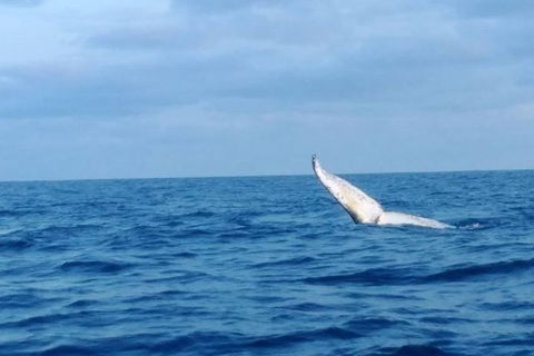 Whale Watching Boat Tour In Geraldton - Accommodation Broome 0
