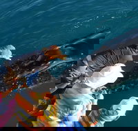 AOC Broome Whale Watching - Accommodation Broome