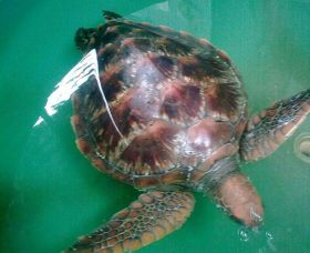 Australian Seabird Rescue - Accommodation Broome 0