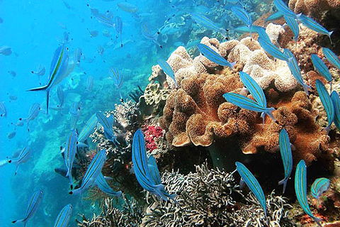 Ocean Free & Ocean Freedom - Cairns Premier Reef And Island Tours - Accommodation Broome 5