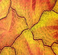 Red Desert Dreamings - Accommodation Broome