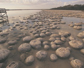 Lake Clifton Thrombolites - Accommodation Broome 0
