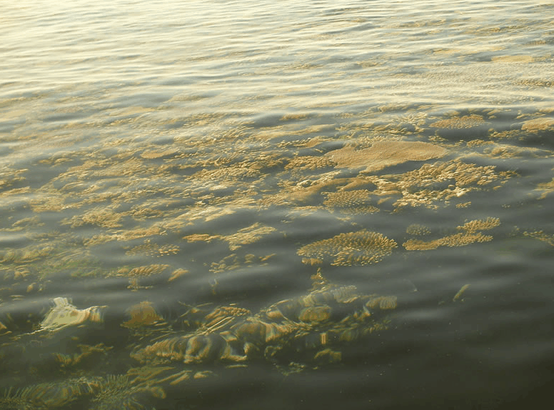 Eco Jet Safari - Accommodation Broome 1