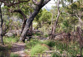 Cooktown Aboriginal Art Tours - Accommodation Broome 2