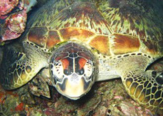 Adrenalin Snorkel And Dive - Accommodation Broome 0