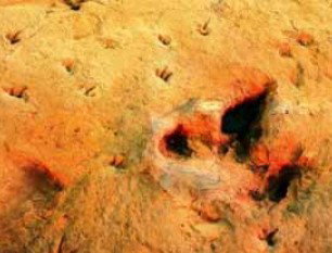 Australia's Dinosaur Trail - Accommodation Broome 2