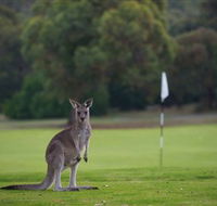 Anglesea Golf Club