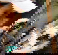 Animal Training and Conditioning - September - Accommodation Broome