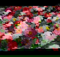 Camellia's Australia National Camellia Show - Accommodation Broome