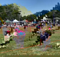 Dogs in the Park Orange - Accommodation Broome