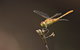 Dragonfly Discovery - thumb 0