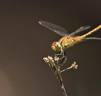 Dragonfly Discovery - Accommodation Broome