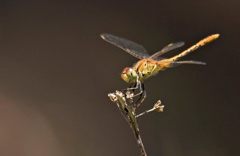 Dragonfly Discovery - Accommodation Broome 0