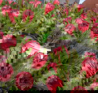 Junee Rotary Farmers Markets