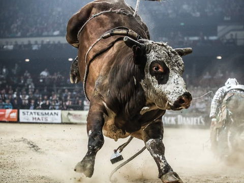 PBR Hawkesbury Stampede - Accommodation Broome 1
