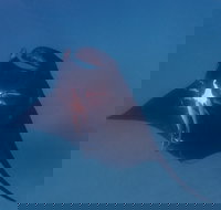 Project Manta Ningaloo Reef Western Australia - Accommodation Broome